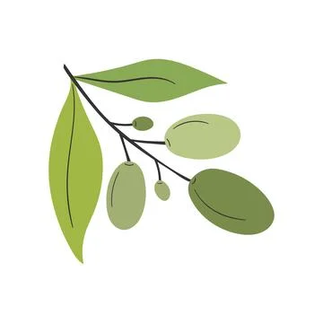 Hand drawn olive branch isolated on white background. Vector illustration Stock Illustration