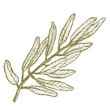 Hand drawn olive branch with leaves, vintage botanical vector illustration Stock Illustration