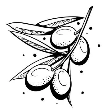 Hand-drawn olive branch. Sprig with leaves and olives. Stock Illustration