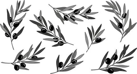 Hand-Drawn Olive Branches with Black Olives - Isolated Vector Elements Stock Illustration