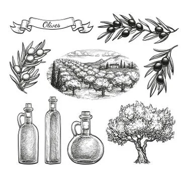 Hand drawn olive set. Stock Illustration
