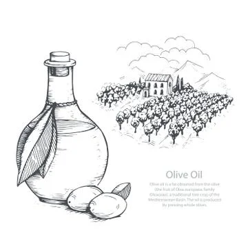 Hand-drawn olive sketch Illustrazione stock