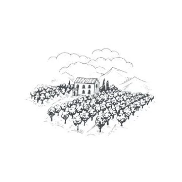 Hand-drawn olive sketch Stock Illustration