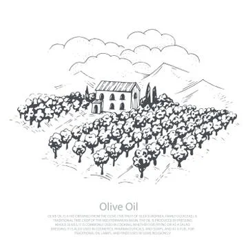 Hand-drawn olive sketch Stock Illustration