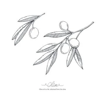 Hand-drawn olive sketch Stock Illustration