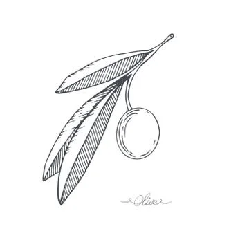 Hand-drawn olive sketch Stock Illustration