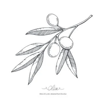 Hand-drawn olive sketch Stock Illustration