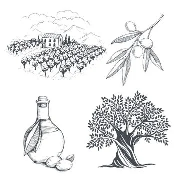 Hand-drawn olive sketch Stock Illustration