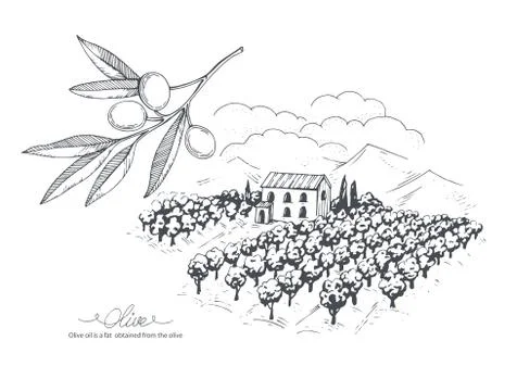 Hand-drawn olive sketch Stock Illustration