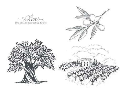 Hand-drawn olive sketch Stock Illustration