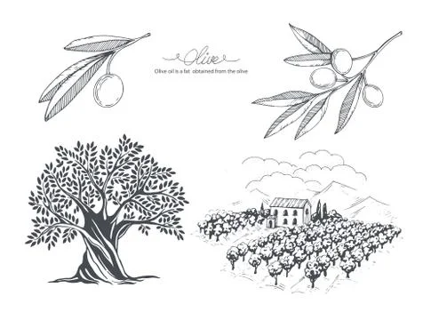 Hand-drawn olive sketch Stock Illustration