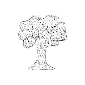 Hand-drawn olive tree Stock Illustration