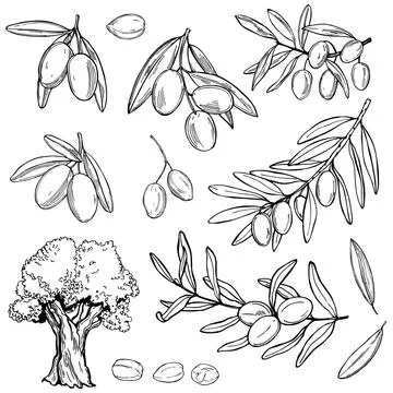 Hand drawn olive. Vector illustration. Stock Illustration