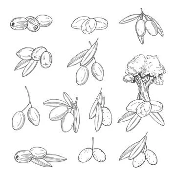 Hand drawn olive. Vector illustration. Illustrazione stock