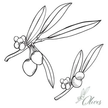 Hand-drawn Olives Vector 2 Illustrazione stock