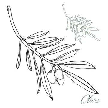 Hand-drawn Olives Vector Stock Illustration