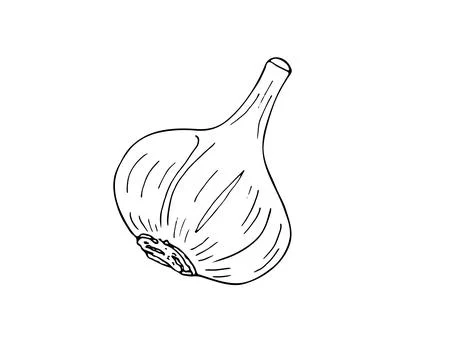 Hand-drawn one garlic Stock Illustration
