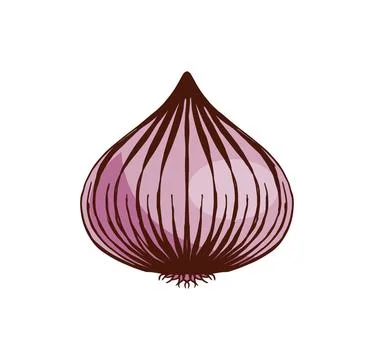 Hand drawn onion color vector illustration Stock Illustration