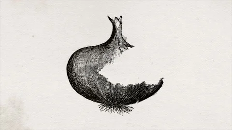 Hand Drawn Onion Vegetable With Ink Texture Stock Footage 143901097