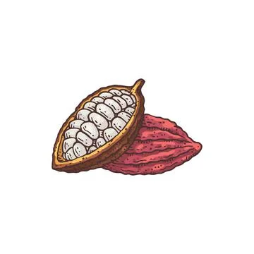 Hand drawn open cocoa bean in vintage ink style, vector illustration isolated. Stock Illustration