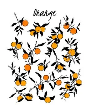 Hand drawn orange branches Stock Illustration