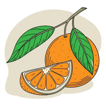 Hand drawn orange fruit with a slice and green leaf branch Stock Illustration