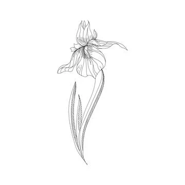 Hand drawn orchid flowers vector illustration. Hand drawn flower Stock Illustration