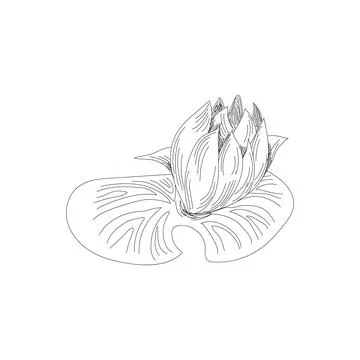 Hand drawn orchid flowers vector illustration. Hand drawn flower 스톡 일러스트