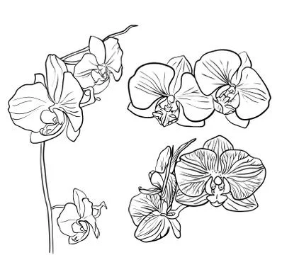 Hand drawn orchid Stock Illustration