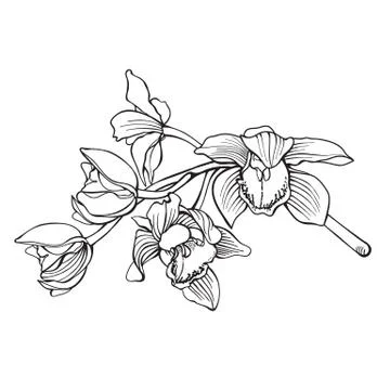 Hand drawn orchid Illustrazione stock