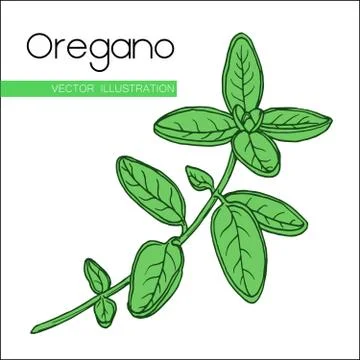 Hand drawn oregano Stock Illustration