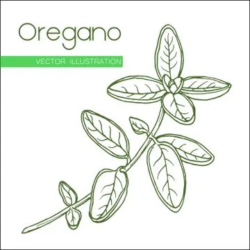 Hand drawn oregano Stock Illustration