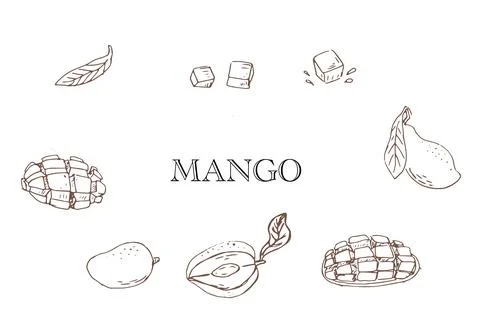 Hand drawn outline Mango fruit in sketch art illustration イラスト素材