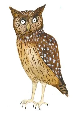 Hand drawn owl on white Stock Illustration