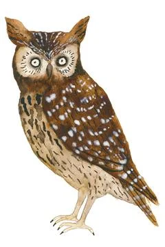 Hand drawn owl on white Stock Illustration