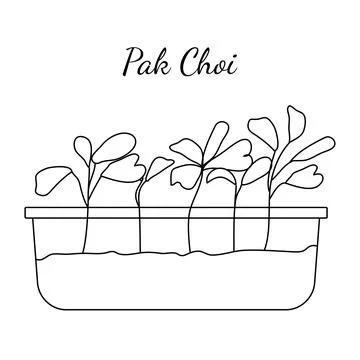 Hand drawn pak choi micro greens. Vector illustration in sketch style isolate Illustrazione stock