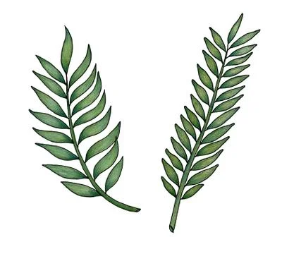 Hand drawn palm leaf isolated on white Stock Illustration