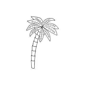 Hand-drawn palm tree with coconuts Stock Illustration