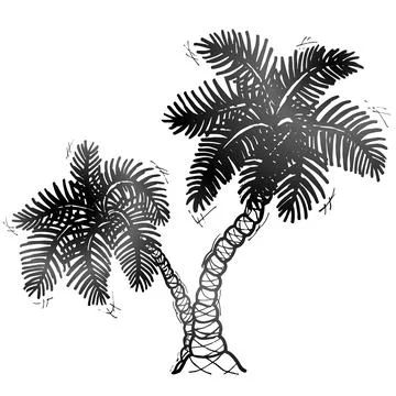 Hand drawn palm tree Stock Illustration