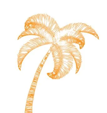 Hand-drawn palm tree isolated on white Stock Illustration