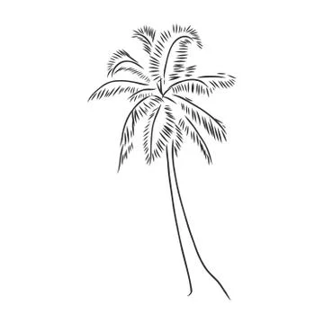 Hand drawn palm tree. vector sketch illustration Ilustración de archivo
