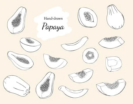 Hand-drawn papaya fruit set. Whole, sliced, half papaya with seeds. Ripe, h.. Stock Illustration