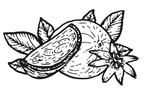 Hand drawn passion fruit fruit whole, pieces and flower with leaves isolated Stock Illustration