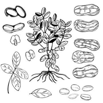 Hand drawn peanuts. Vector  illustration. Stock Illustration