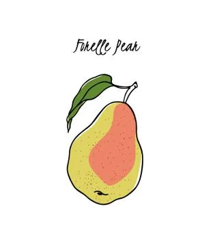 Hand drawn pear Stock Illustration