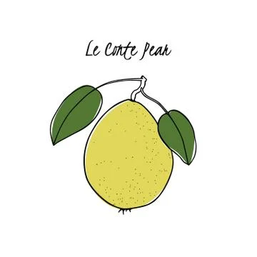 Hand drawn pear Stock Illustration