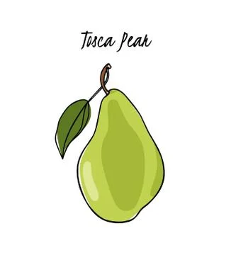 Hand drawn pear Stock Illustration