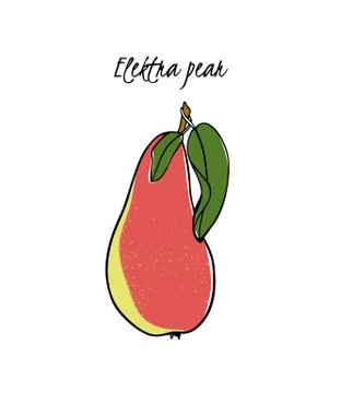 Hand drawn pear Illustrazione stock