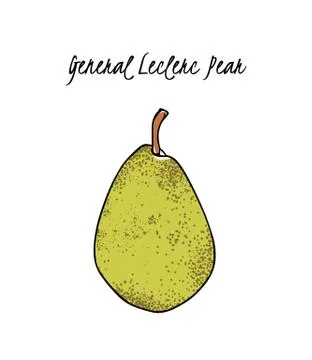 Hand drawn pear Stock Illustration