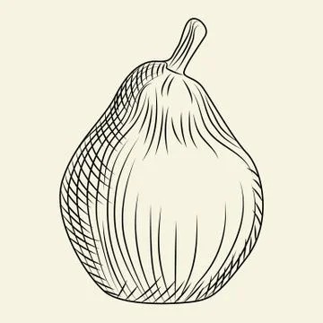 Hand drawn pear isolated on background. Engraving vintage style. Stock Illustration